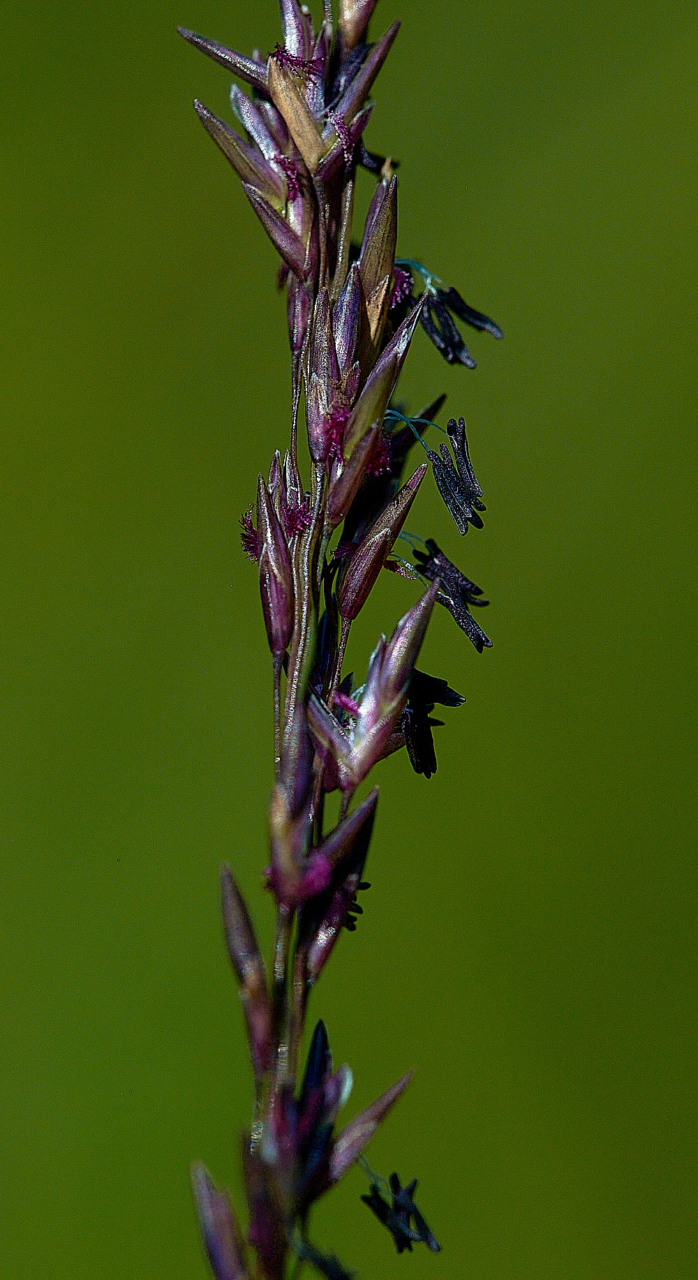 BuxtonHeathGrassSp120816-1