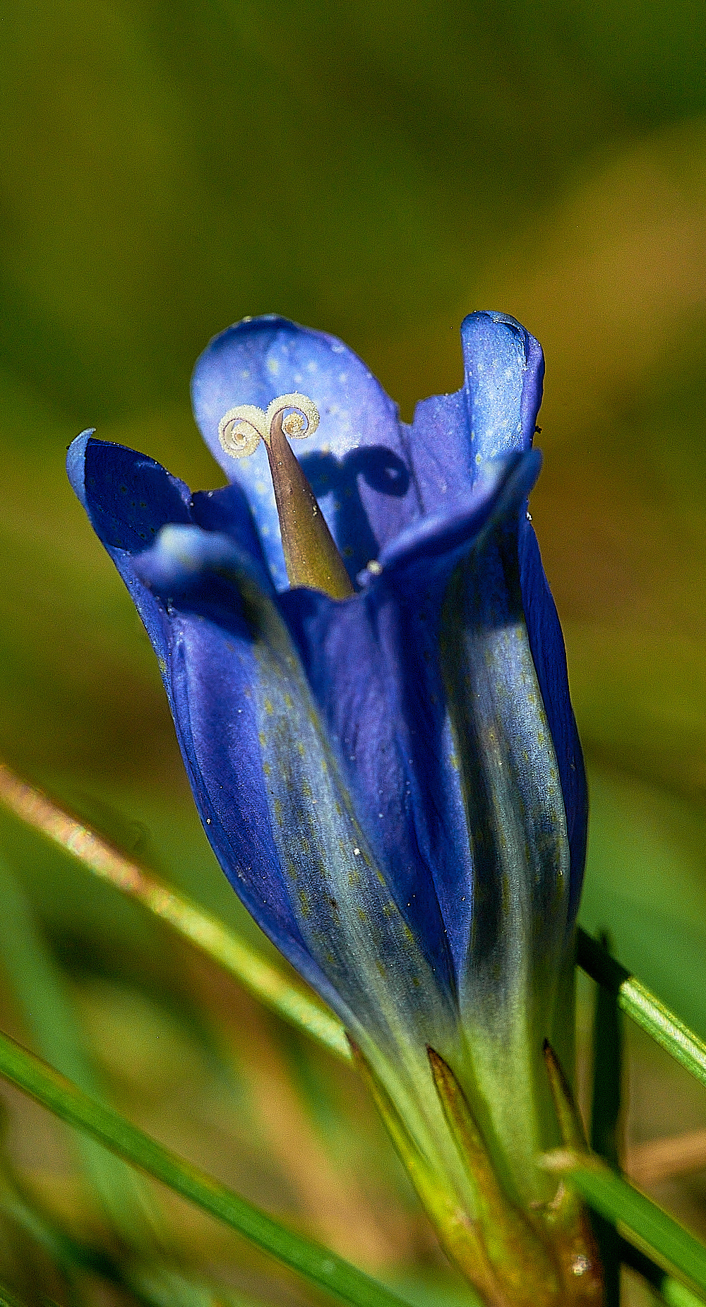 BuxtonHeathMarshGentian120816-2