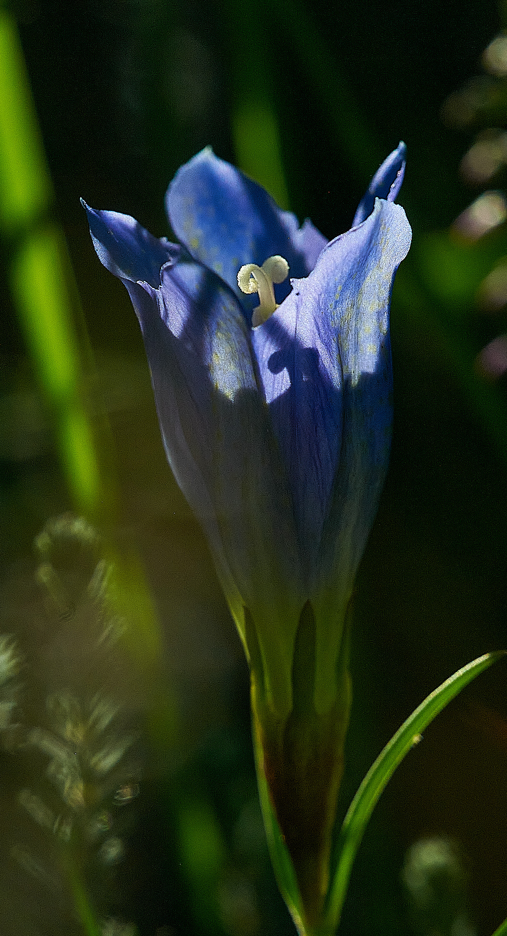 BuxtonHeathMarshGentian120816-4