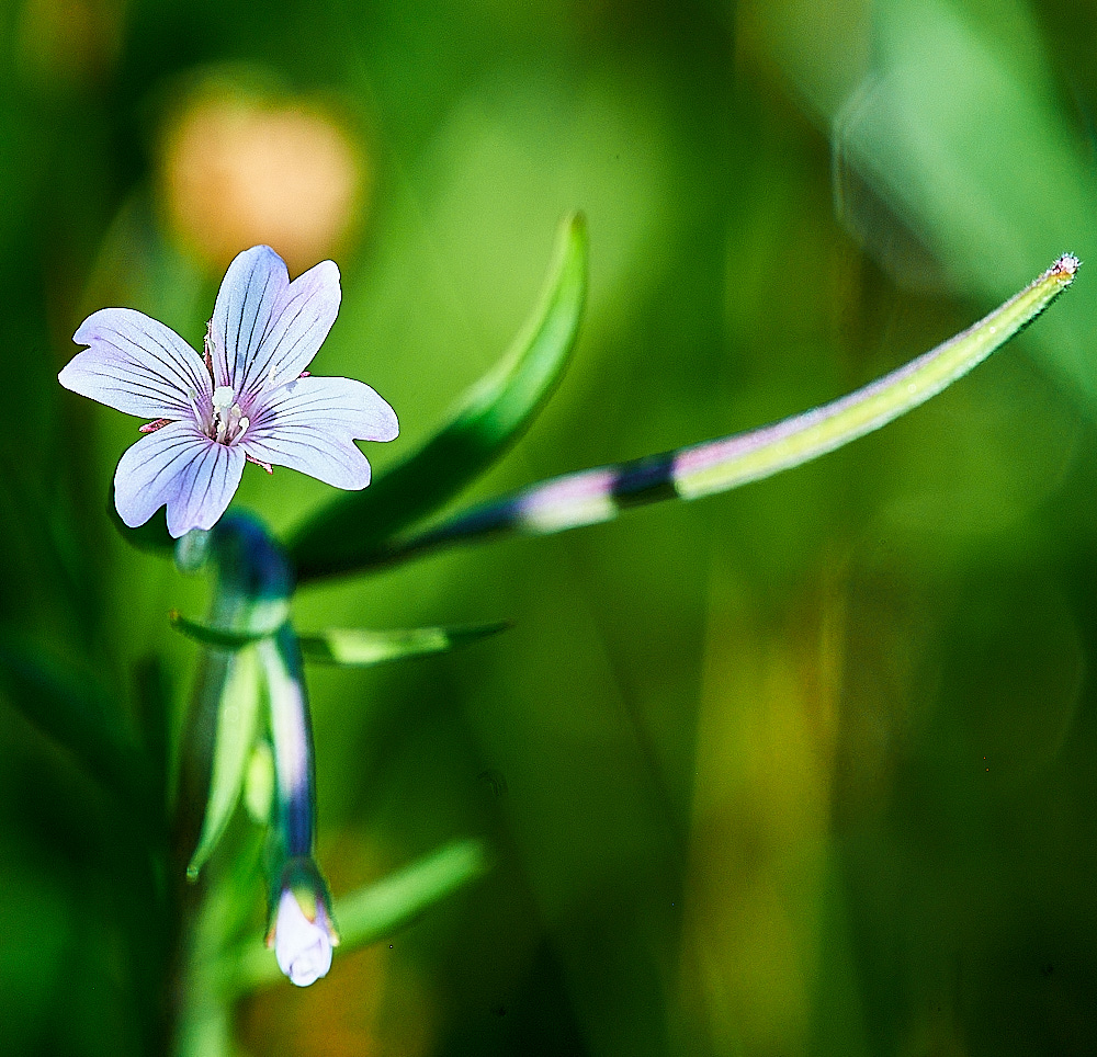 BuxtonHeathMarshWillowherb120816-3
