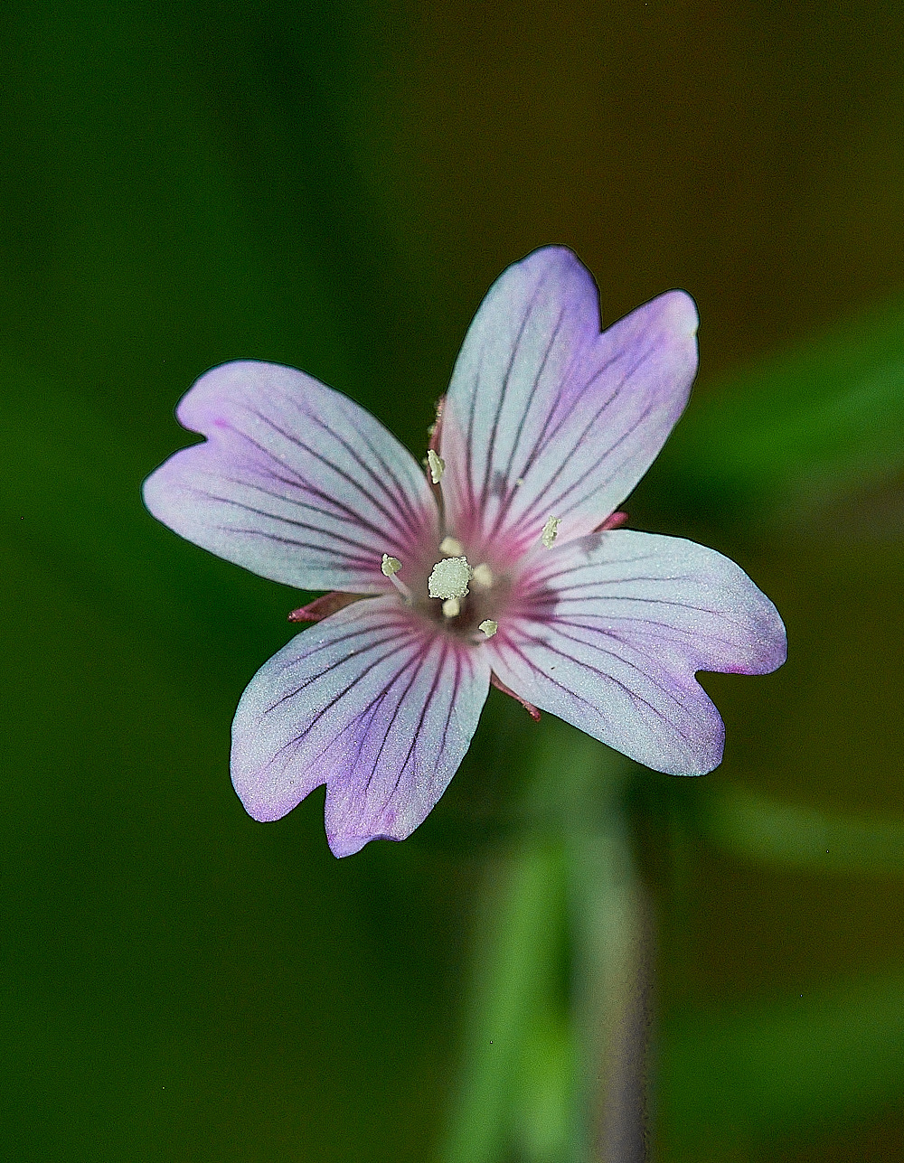 BuxtonHeathMarshWillowherb120816-4