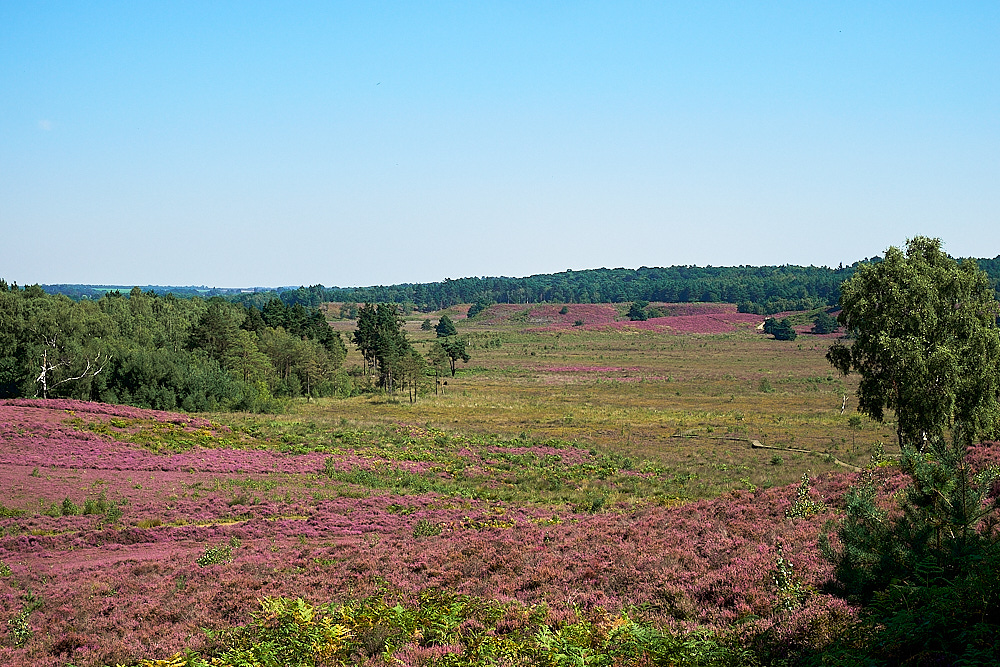 DersinghamBog240816-2