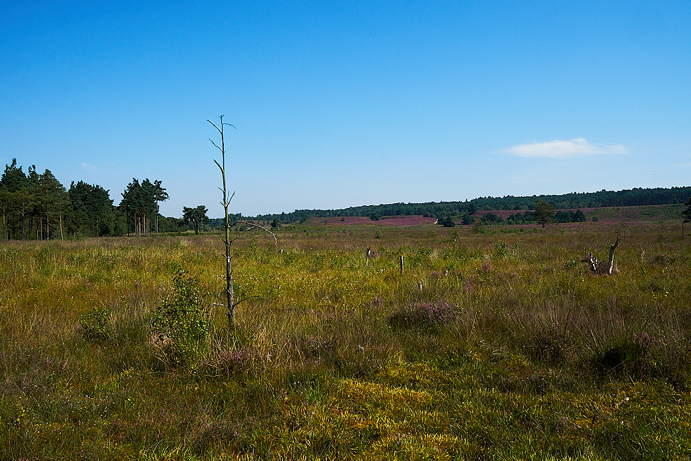 DersinghamBog240816-3