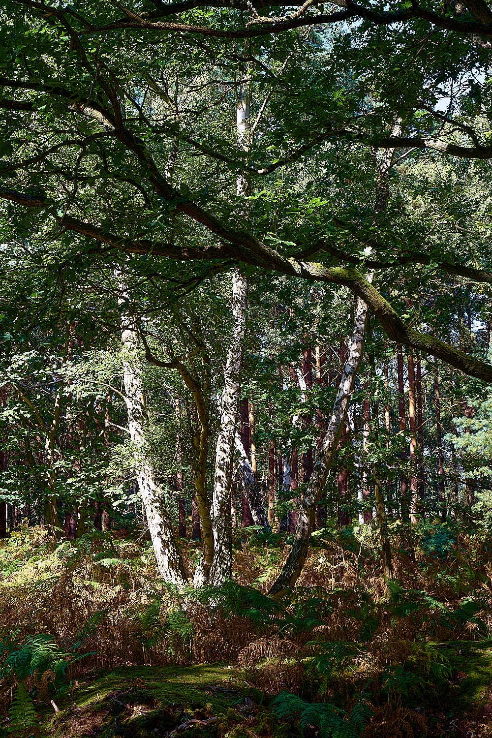 DersinghamBog240816-5