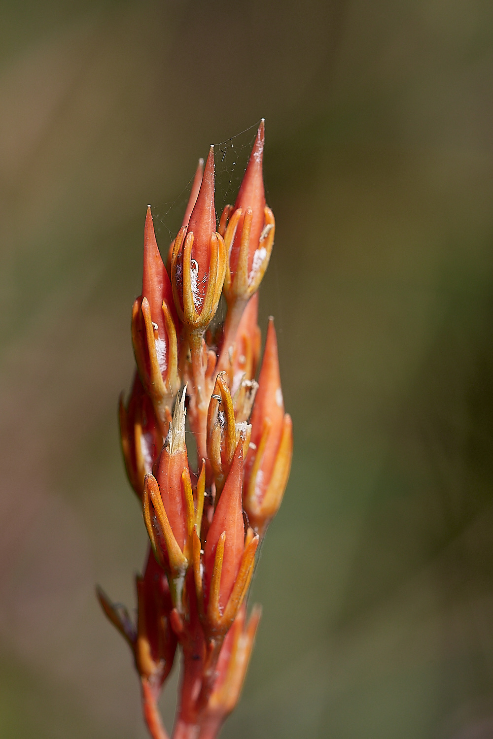 DersinghamBogAsphodel240816-1