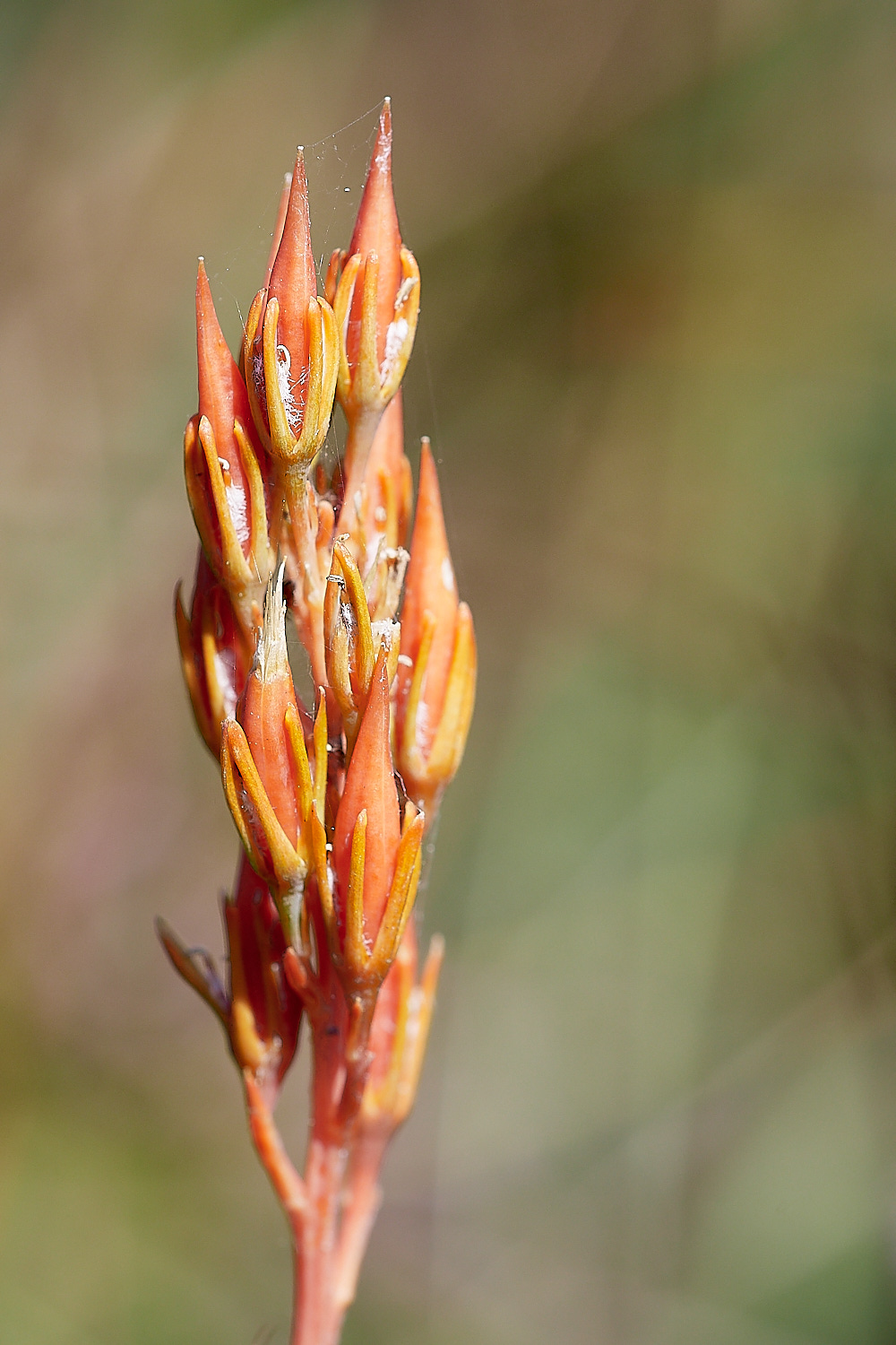 DersinghamBogAsphodel240816-2