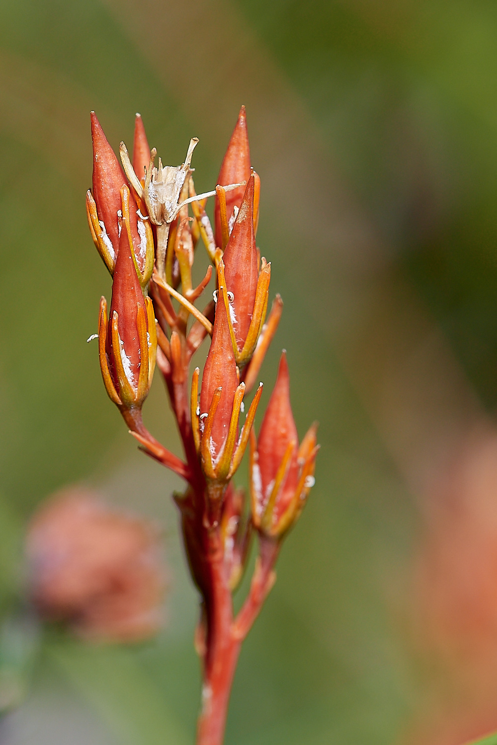 DersinghamBogAsphodel240816-3