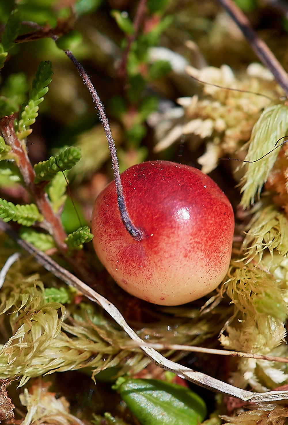 DersinghamBogCranberry240816-1