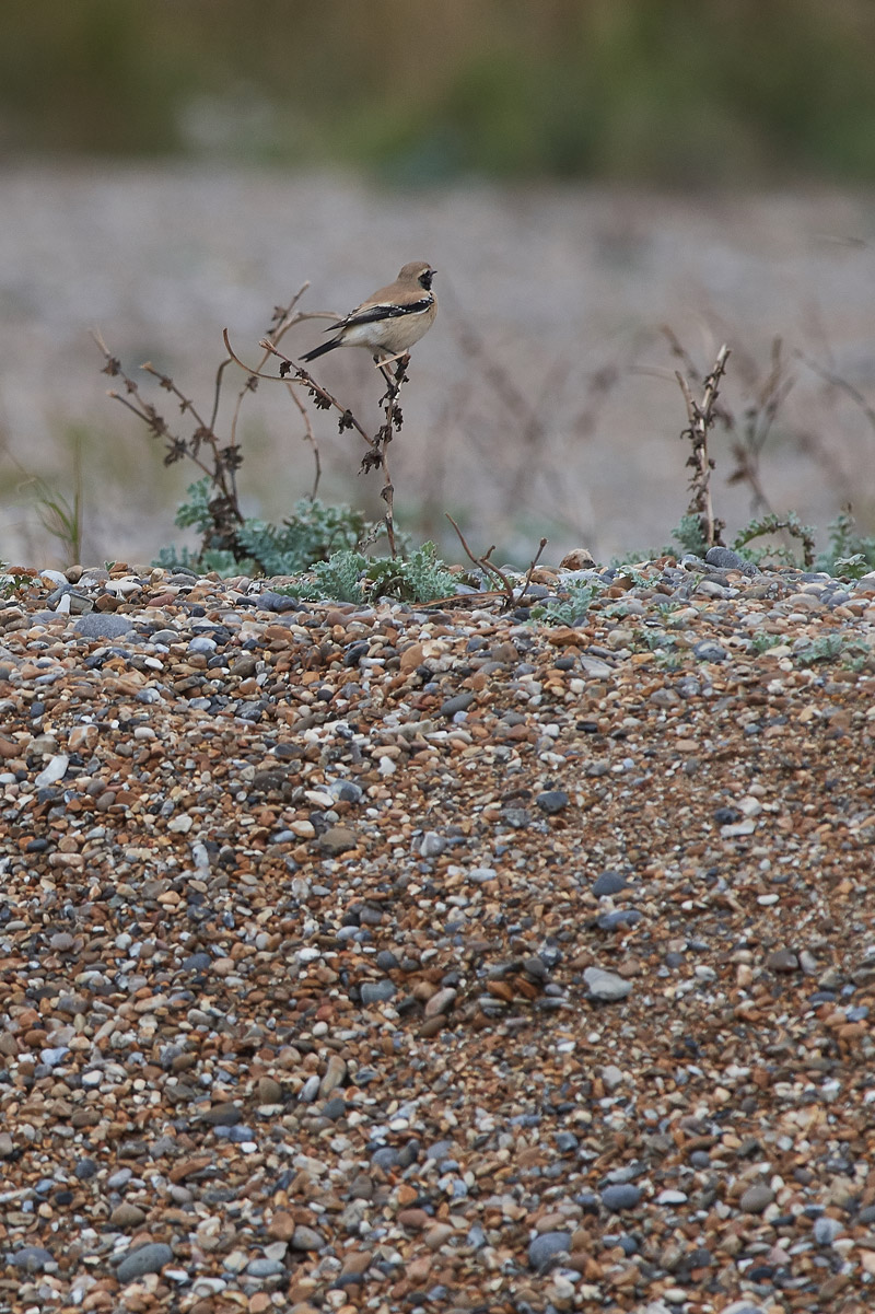 DesertWheatear2710161