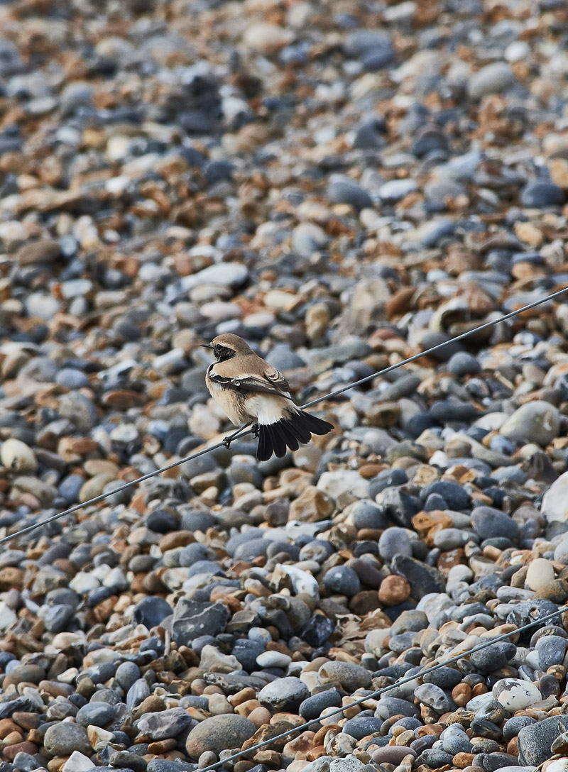 DesertWheatear28101610