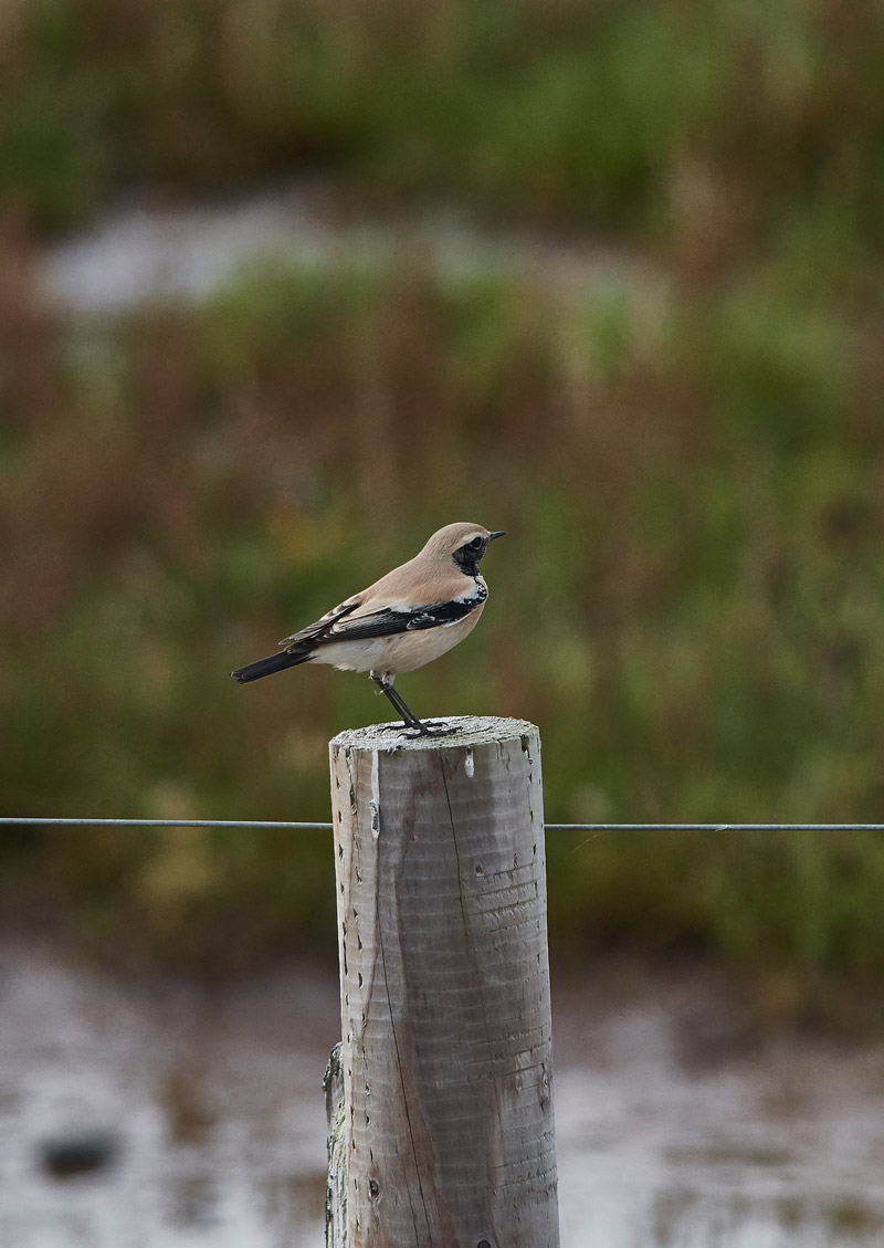 DesertWheatear28101611
