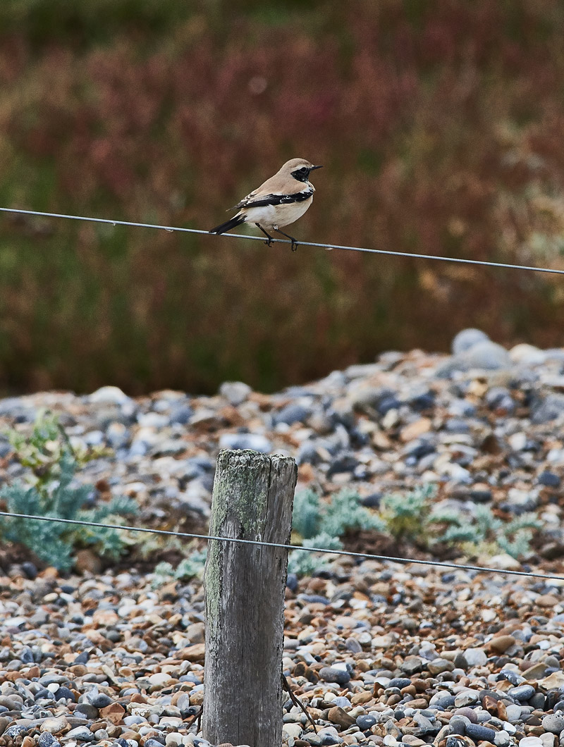 DesertWheatear2810167