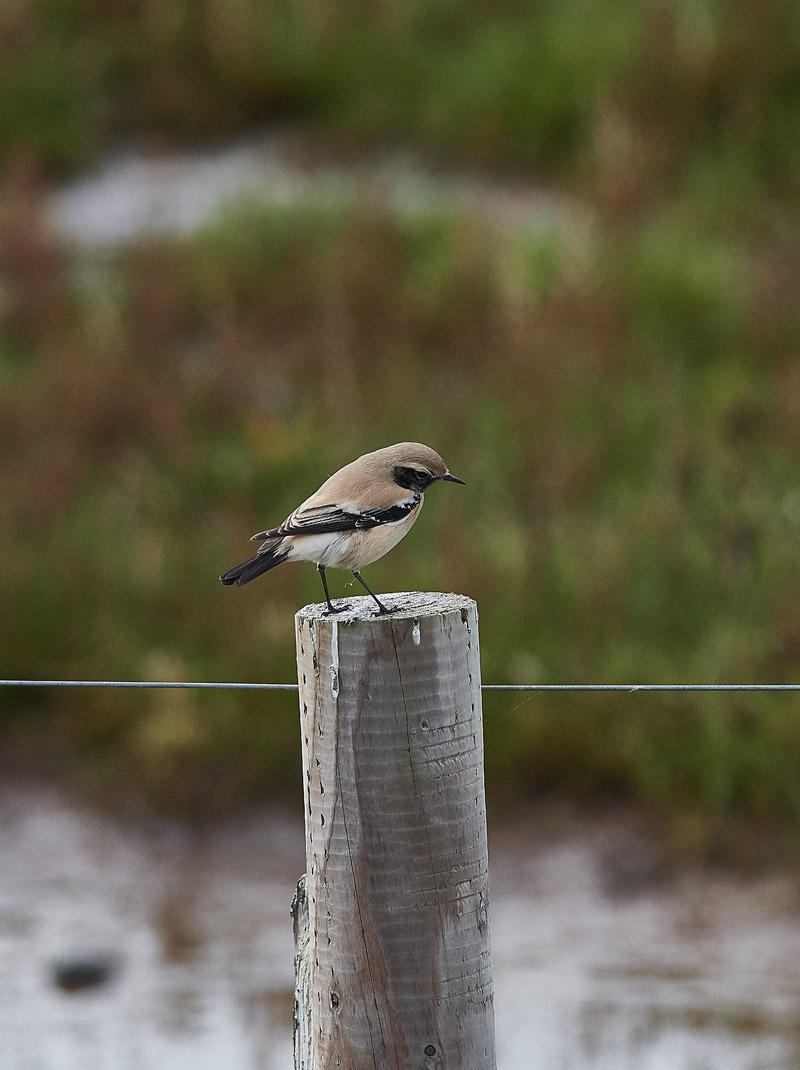 DesertWheatear2810168