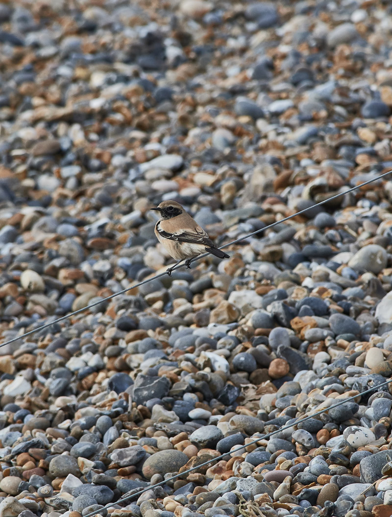 DesertWheatear2810169