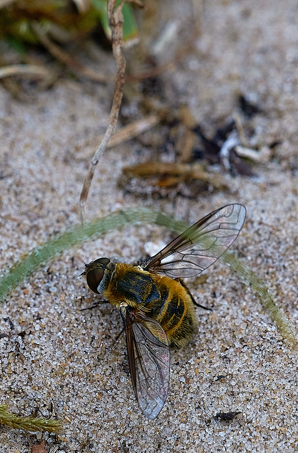 HolkhamPinesmodesta040816-1