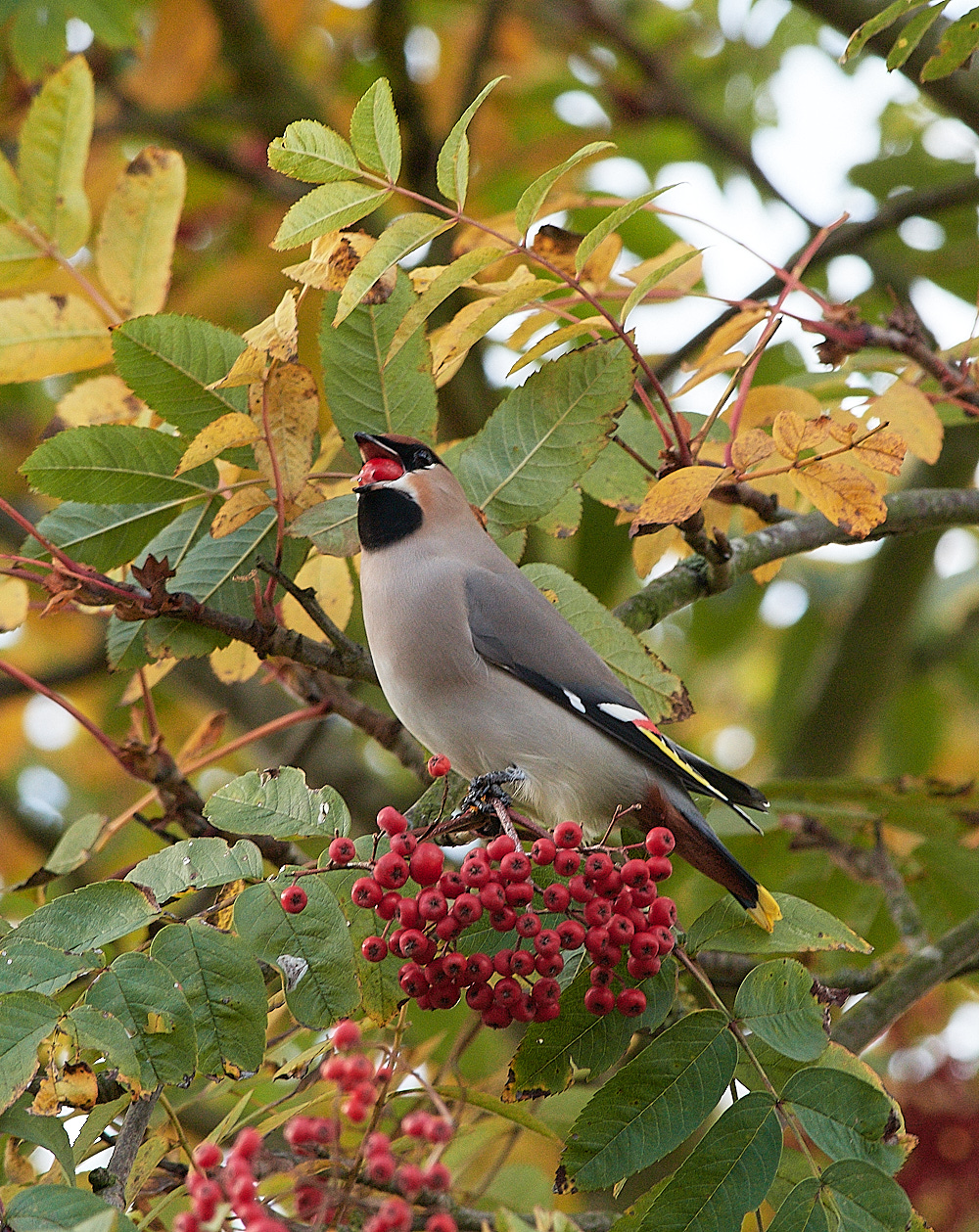 HoltWaxwing0711164