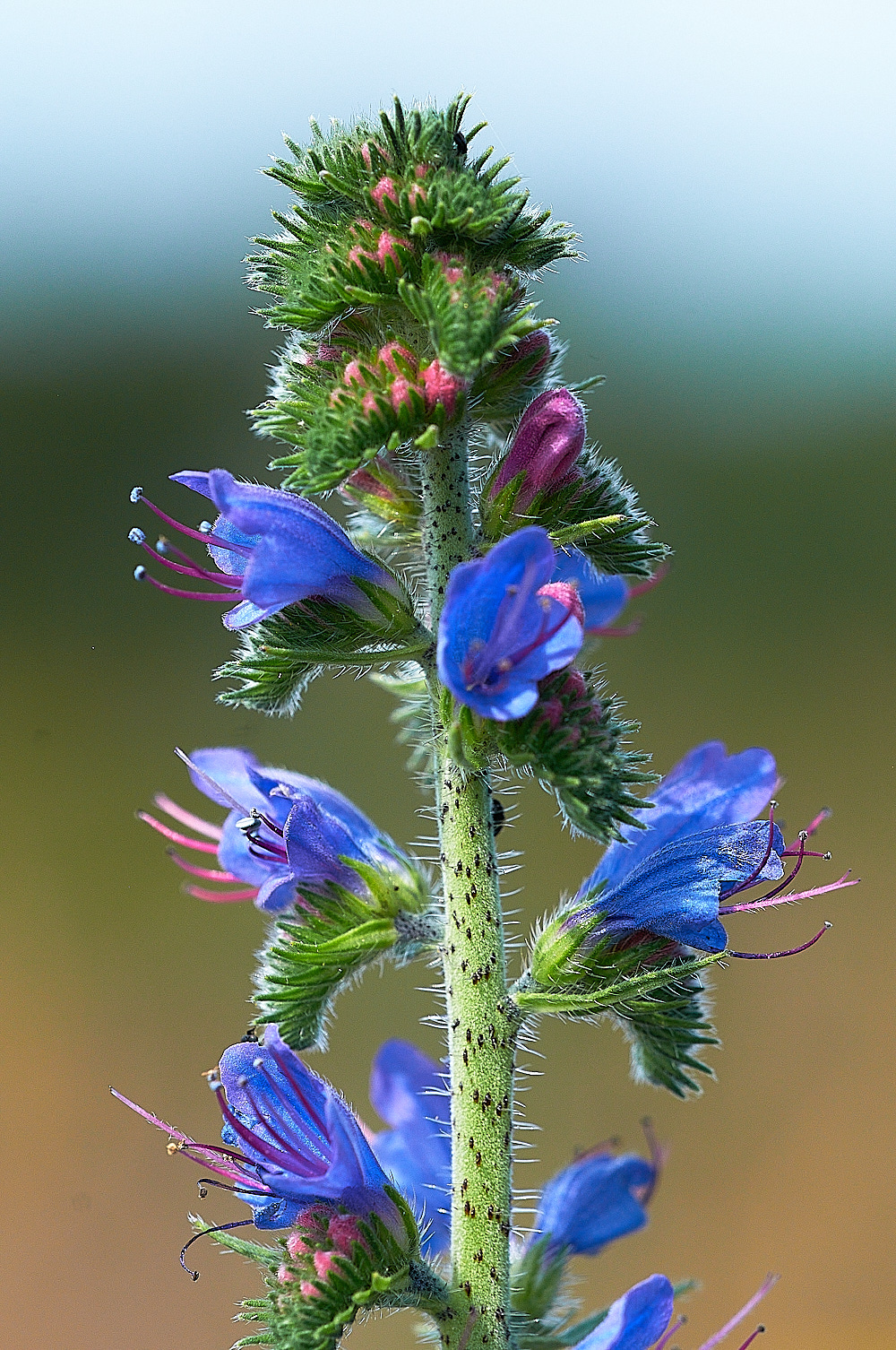 KellingHeathEchium240716-1