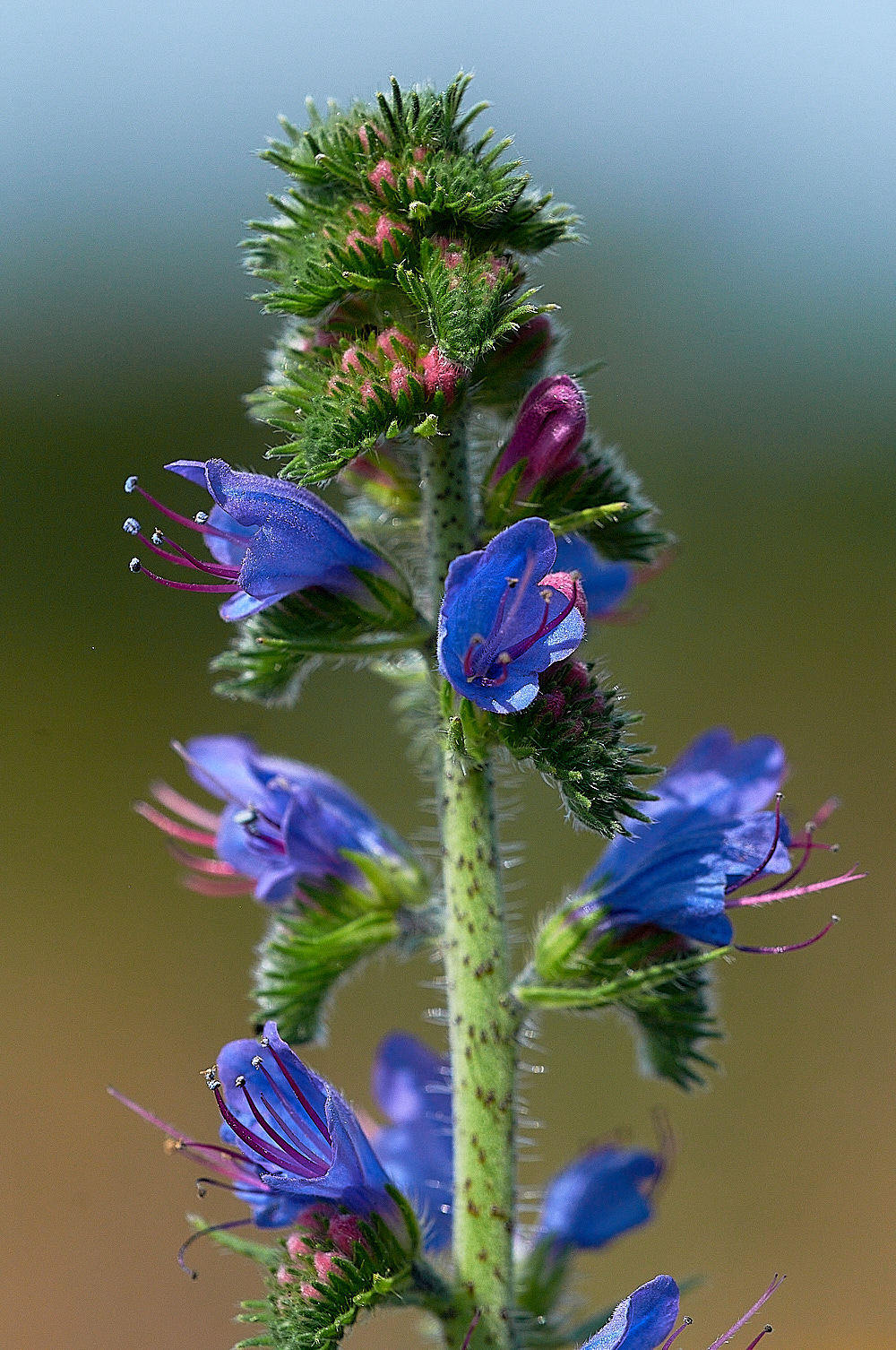KellingHeathEchium240716-2