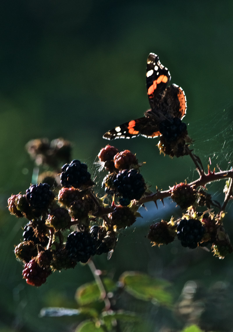 RedAdmiral0809163
