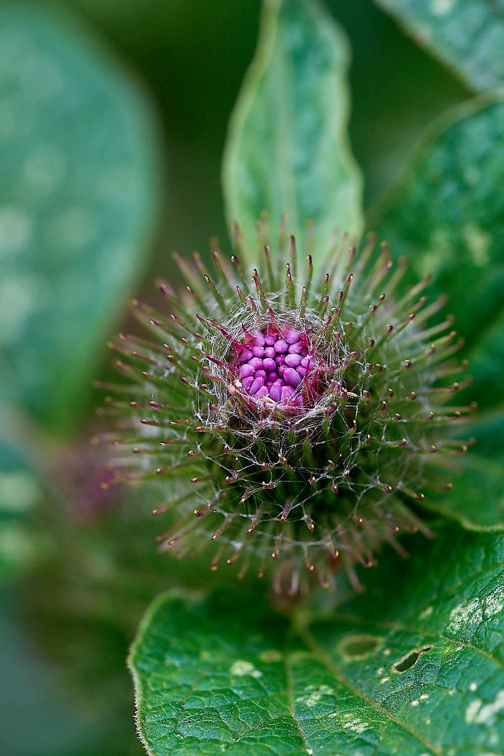 RingsteadDownsLesserBurdock240816-3