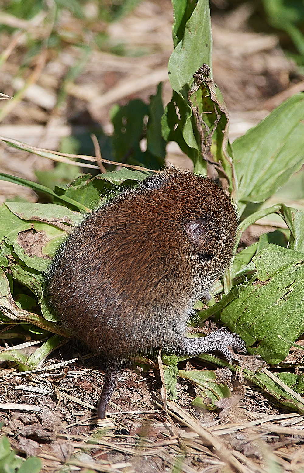 SnettishamBeachBankVole240816-1
