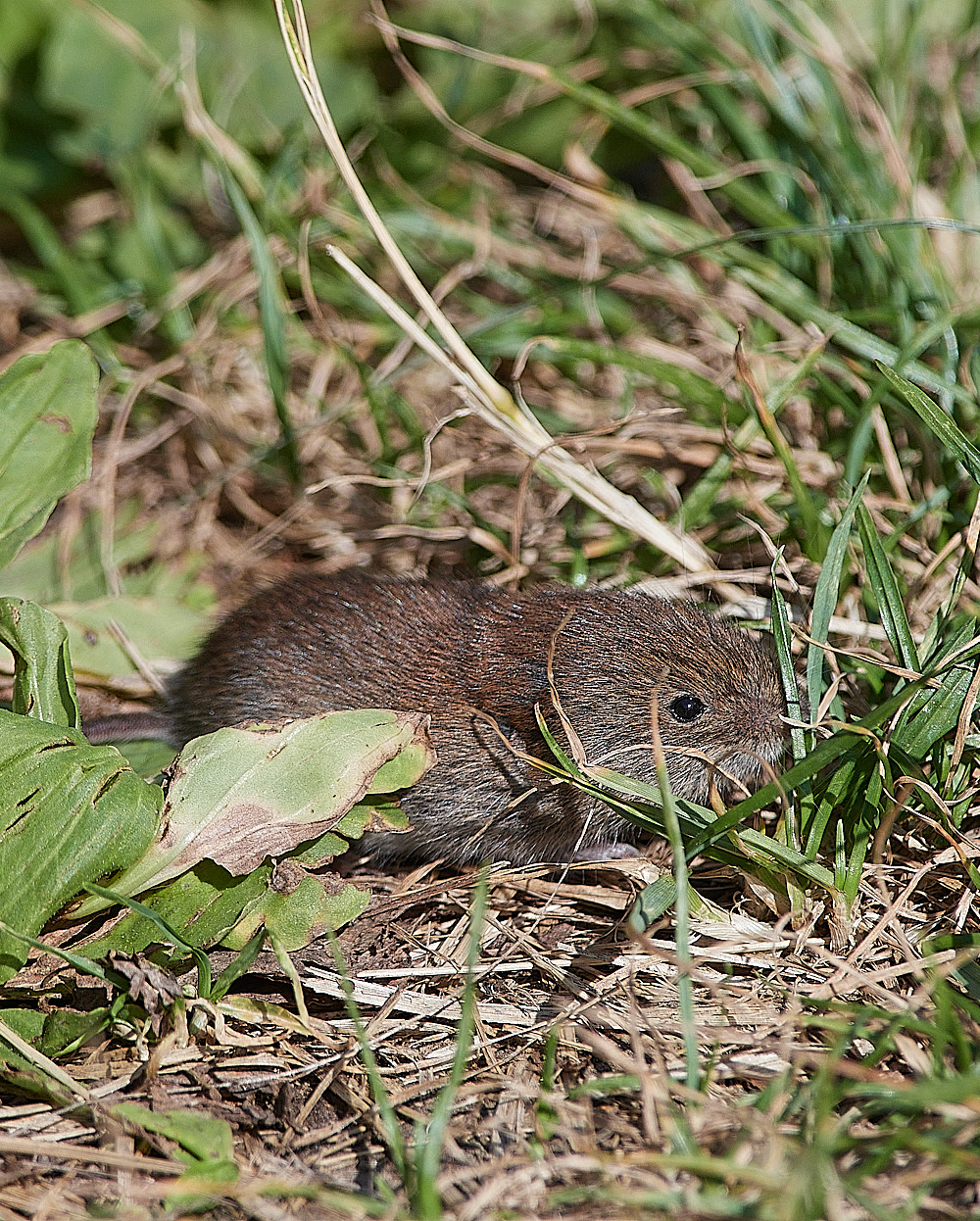 SnettishamBeachBankVole240816-2