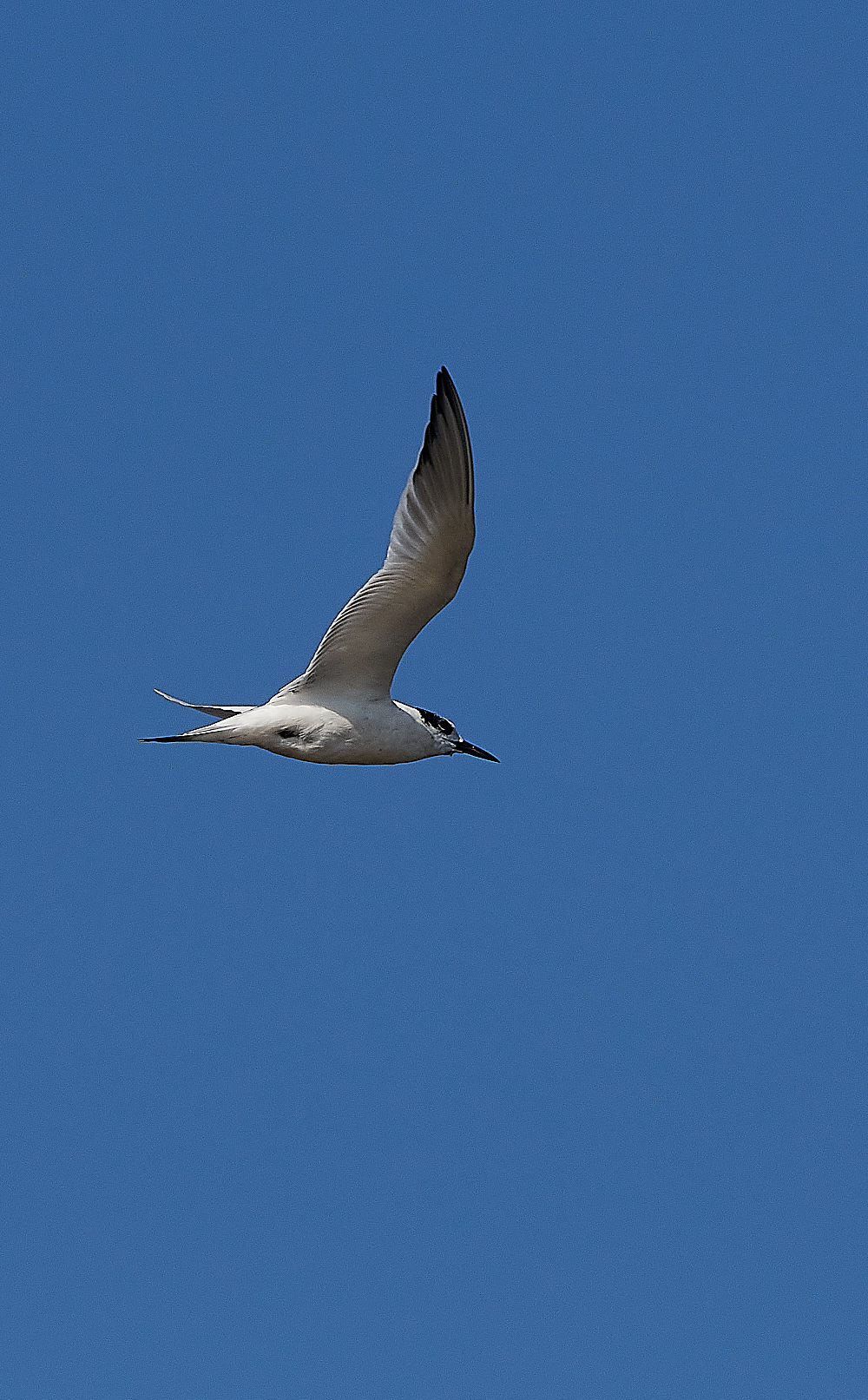 SnettishamBeachSandwichTern240816-1