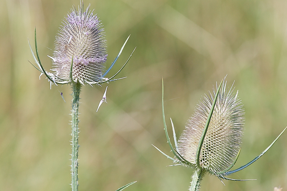 SnettishamBeachTeasel240816-1