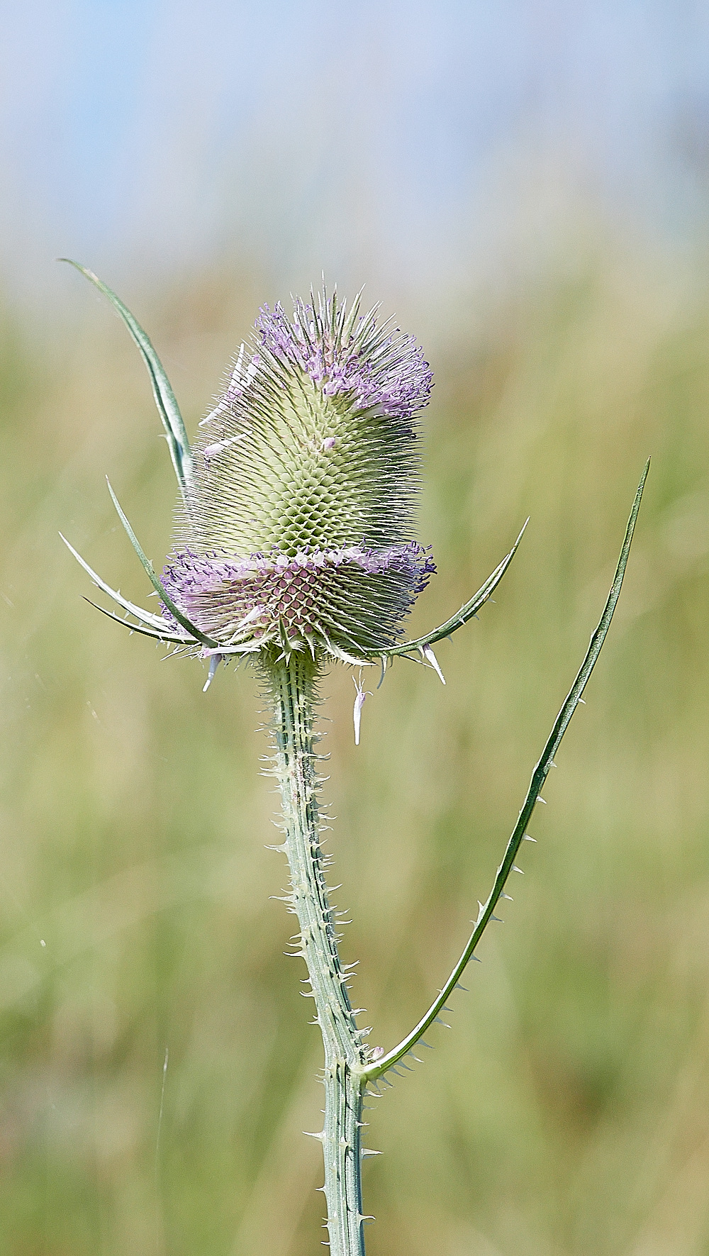 SnettishamBeachteasel240816-3