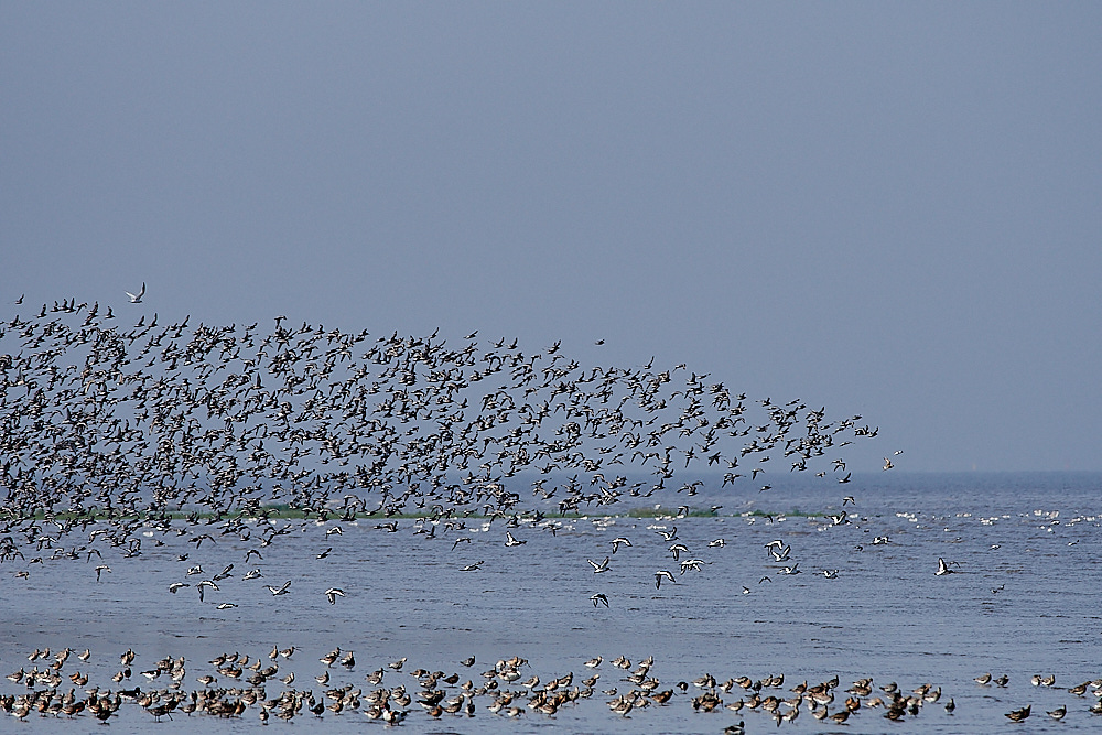 SnettishamBeachWaders240816-1