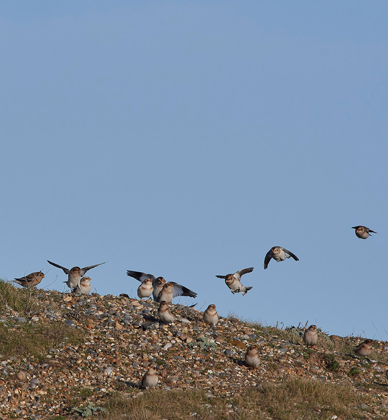 SnowBunting2712161