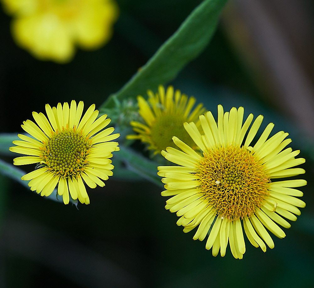 SoutreppsCommonFleabane270816-2