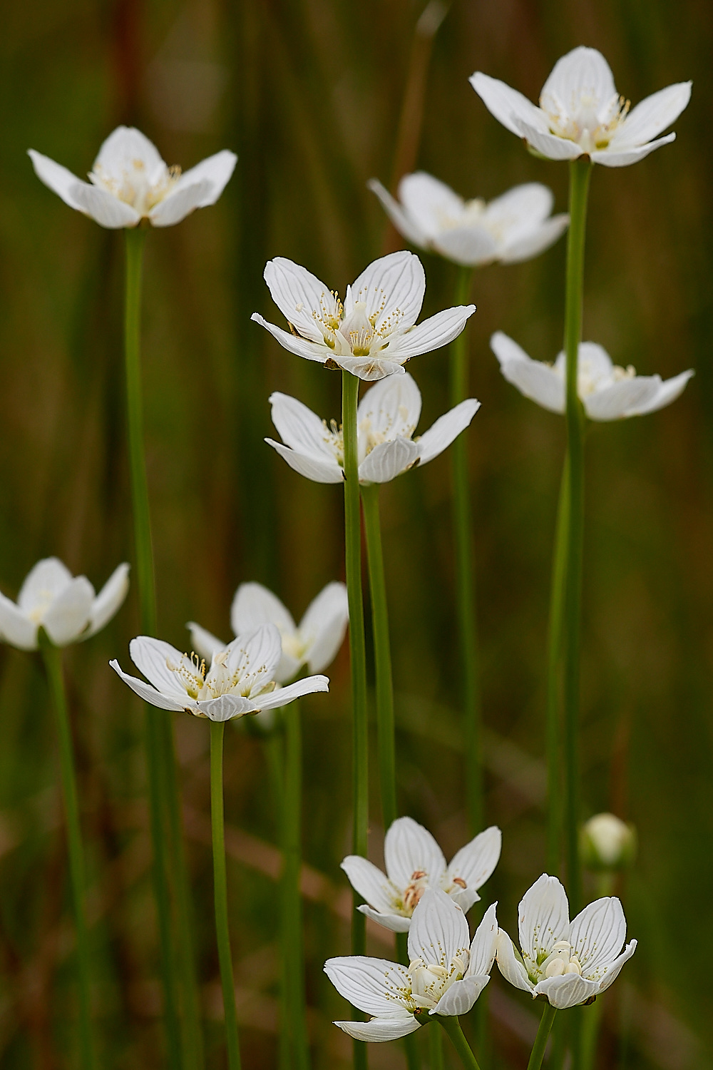 SoutreppsCommonGrassofParnassus270816-1