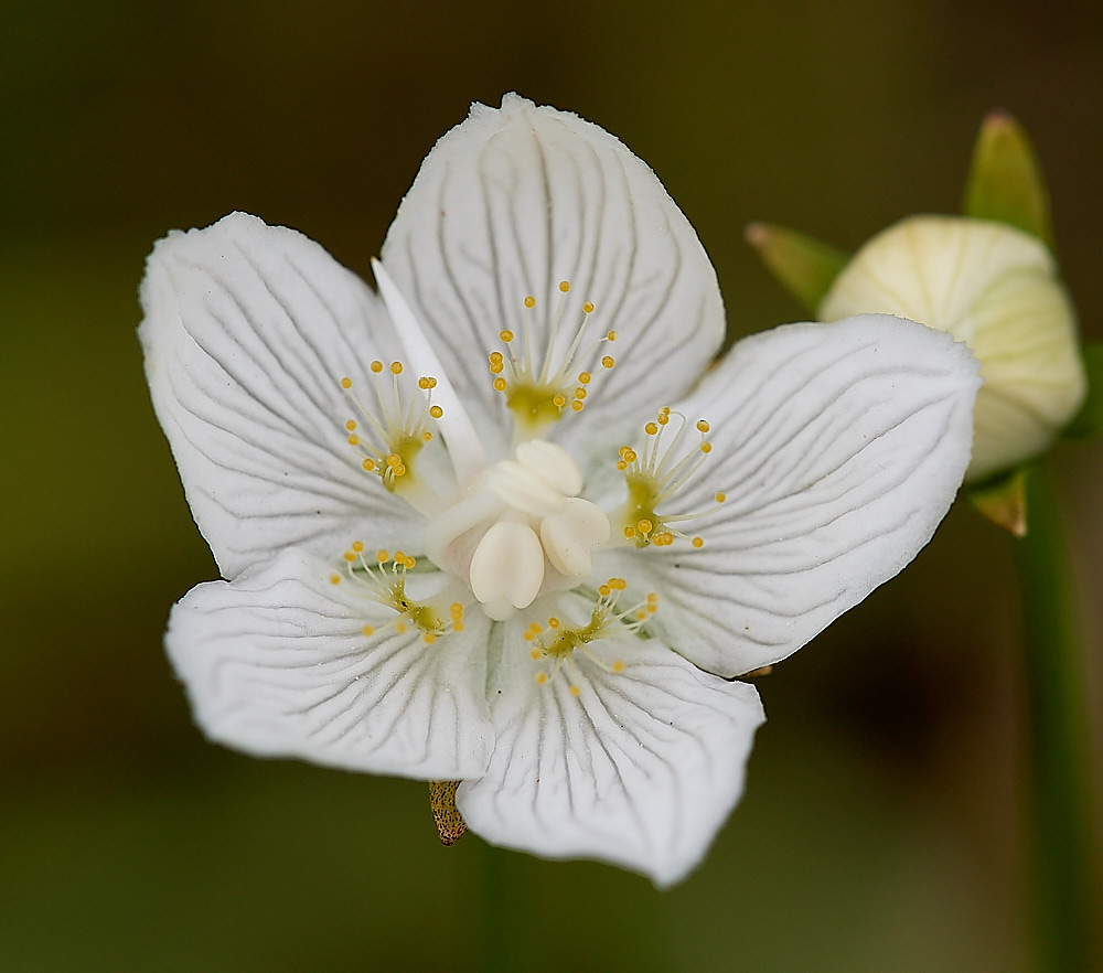 SoutreppsCommonGrassofParnassus270816-5