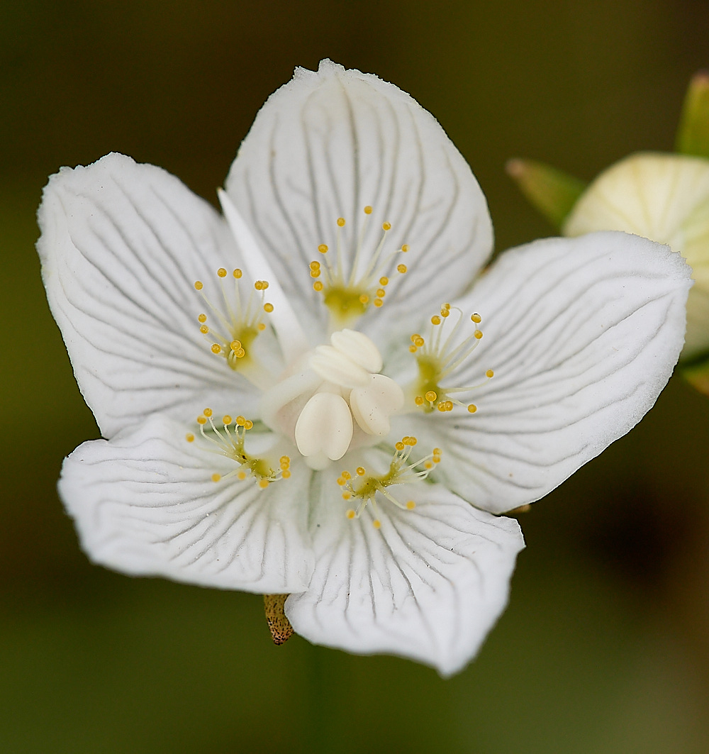 SoutreppsCommonGrassofParnassus270816-6