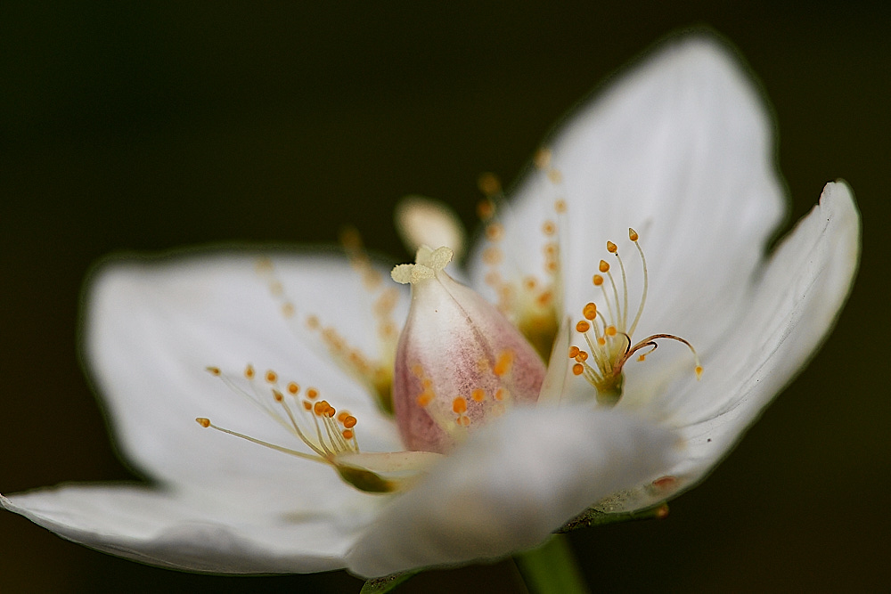 SoutreppsCommonGrassofParnassus270816-8