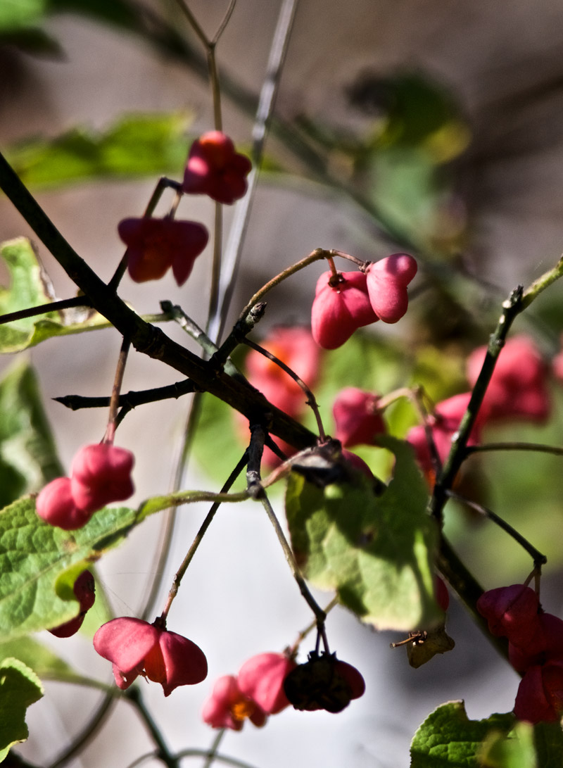 Spindle2309161