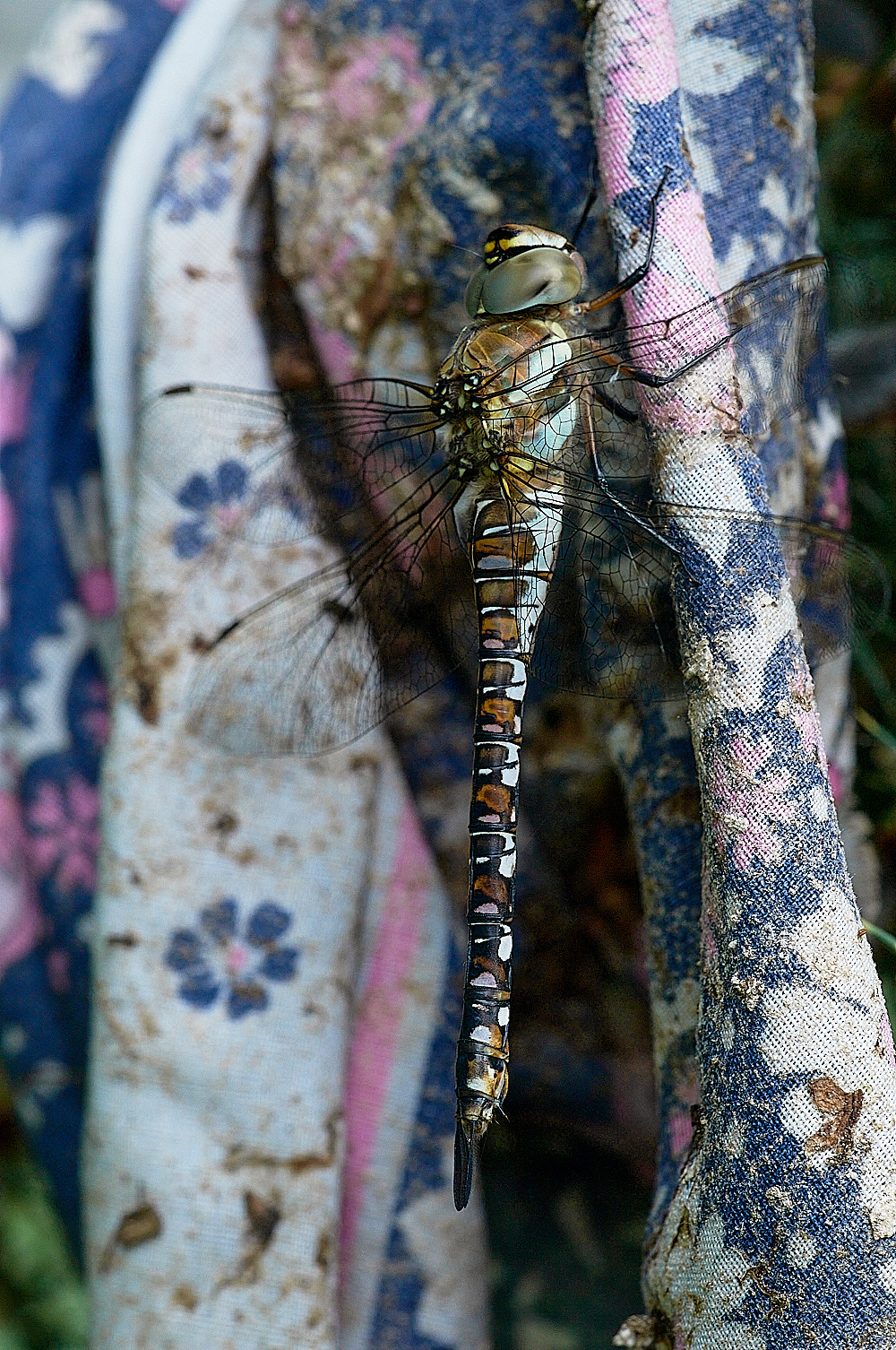 ThebertonWoodsMigrant Hawker230716-1