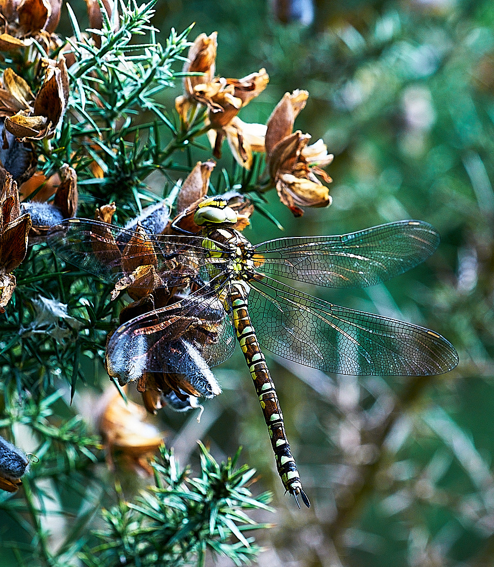 ThebertonWoodsMigrant Hawker230716-2