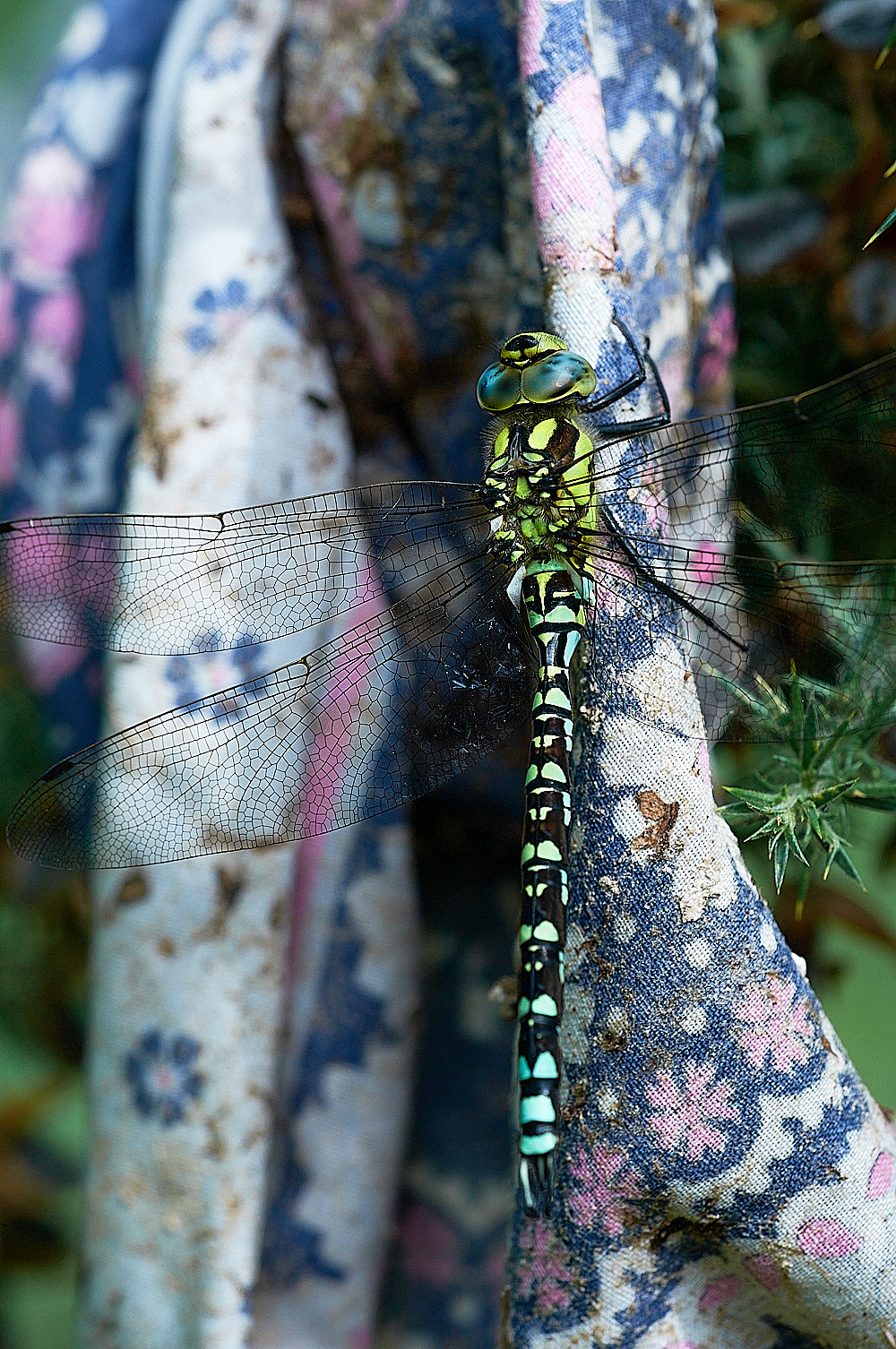 ThebertonWoodsMigrant Hawker230716-3
