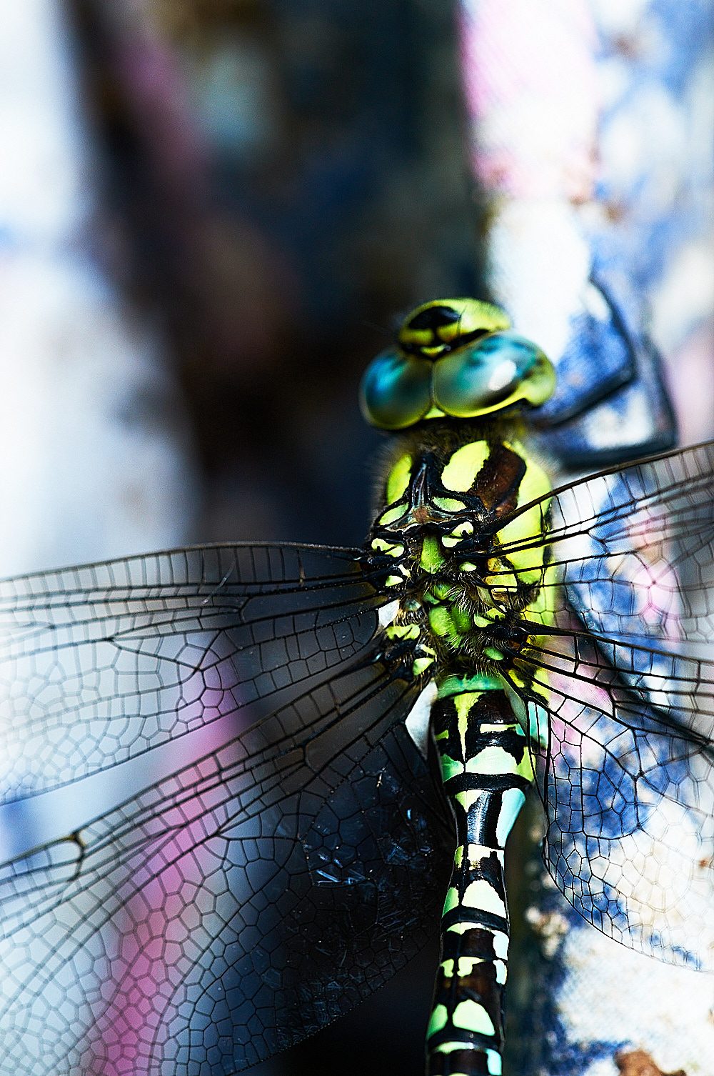ThebertonWoodsMigrant Hawker230716-4