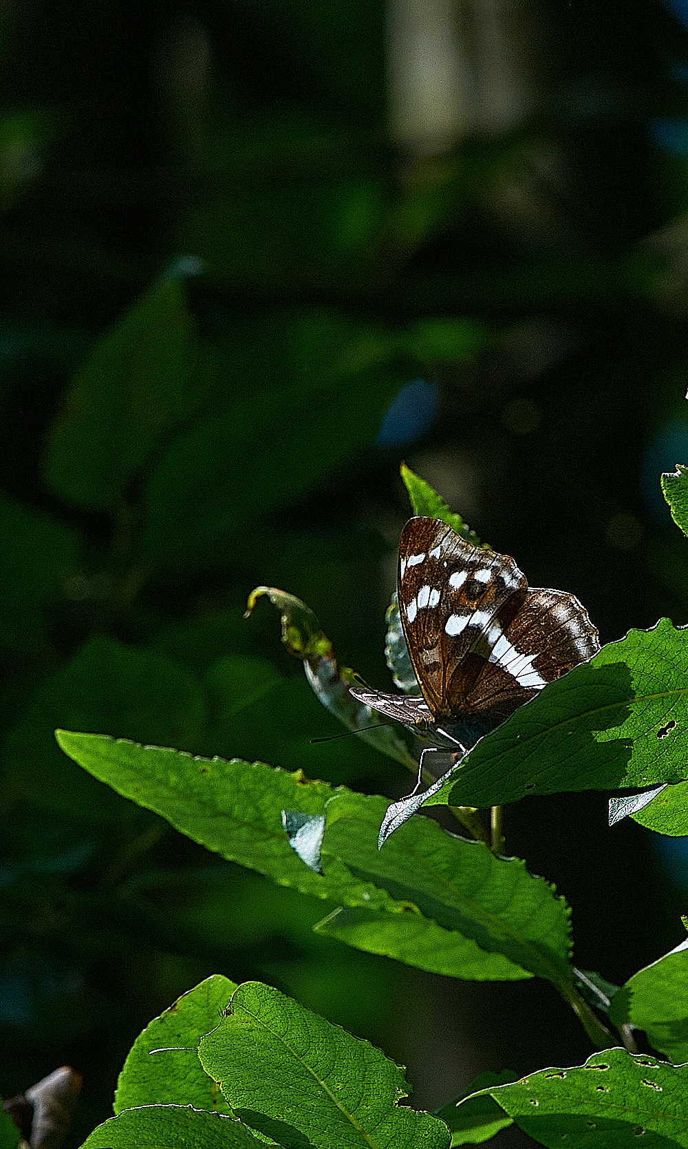 ThebertonWoodsPurpleEmperor230716-2