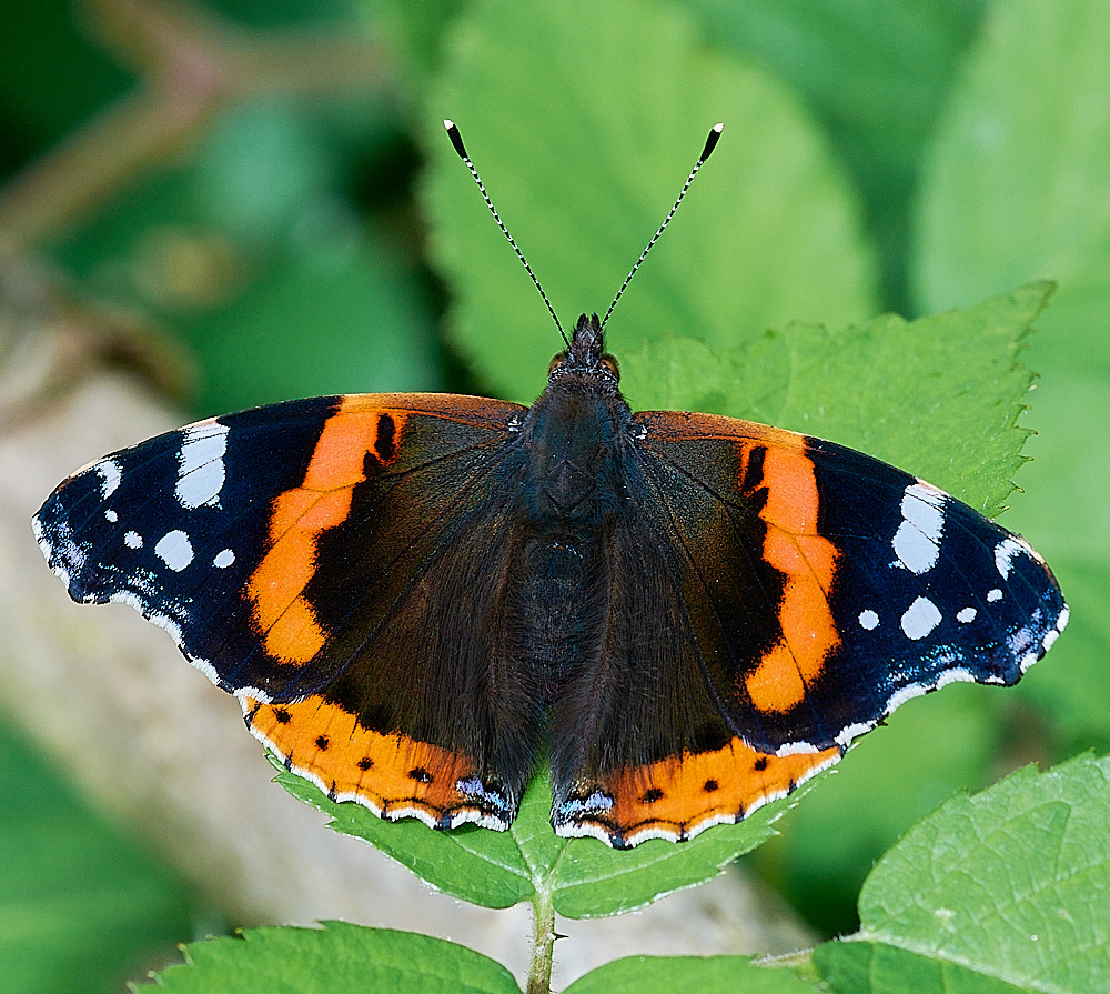 ThebertonWoodsRedAdmiral230716-1