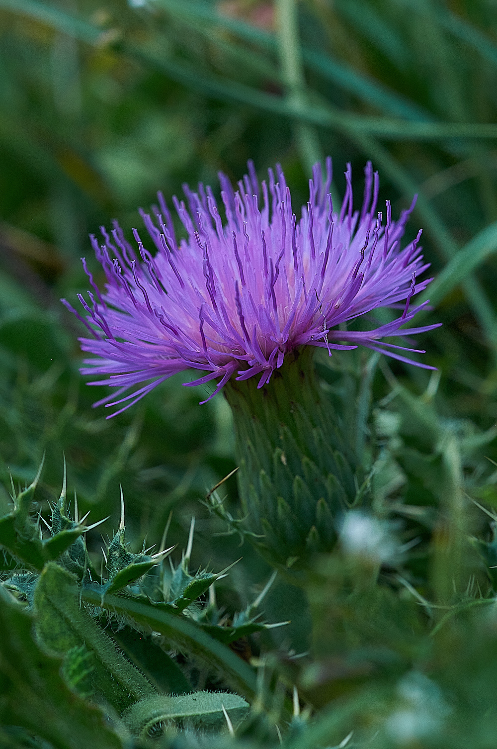WarhamCampCacaulis240716-1