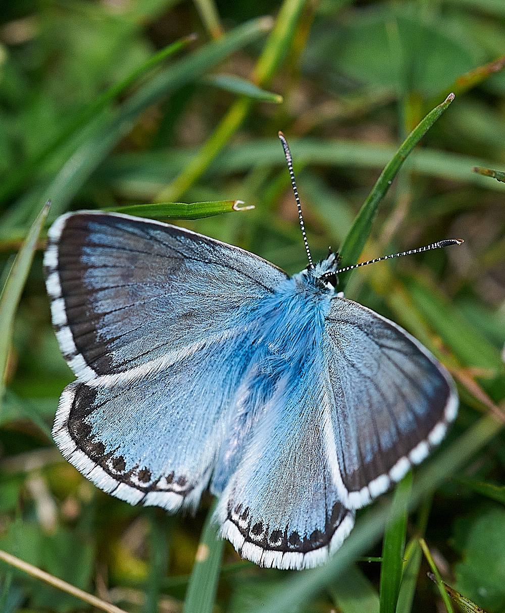 WarhamCampChalkhillBlue240716-