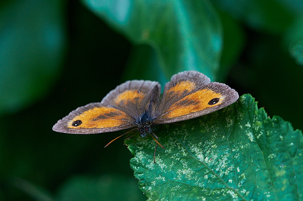 WarhamCampGatekeeper310716-1