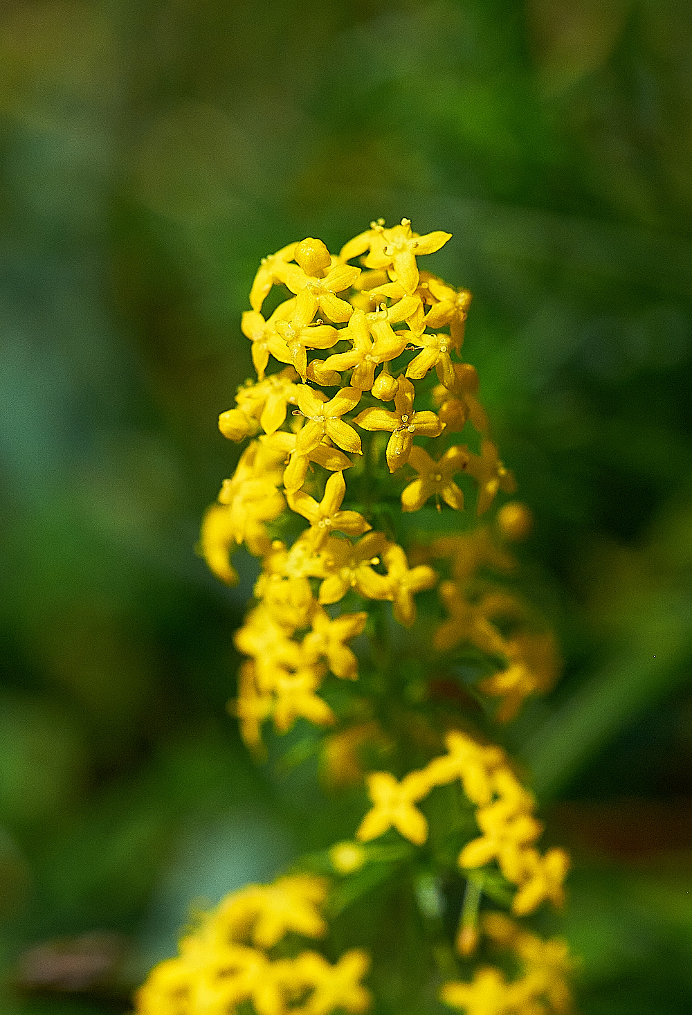 WarhamCampLady'sBedstraw240716-1