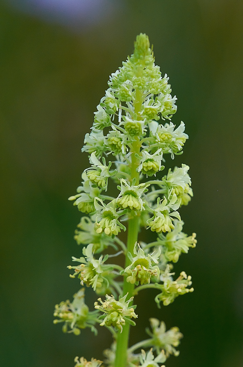 WarhamCampRlutea240716-1