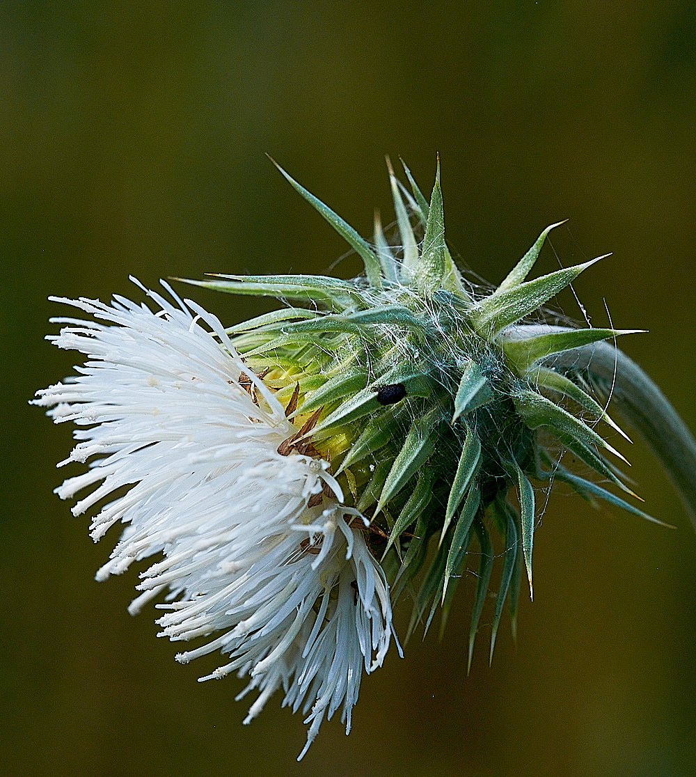 WarhamCampThistle240716-1