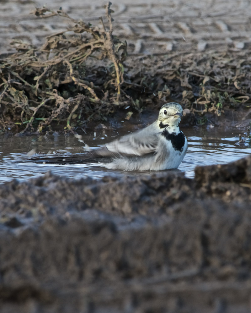 WhiteWagtail2209162